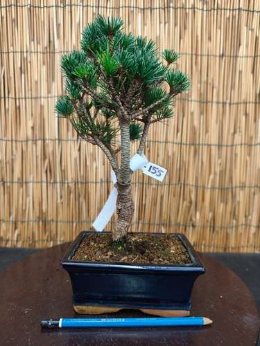 Bonsai pino pentaphilla h - di,
