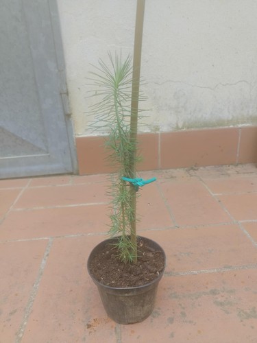 Pianta pinus halepensis - pianta, pino