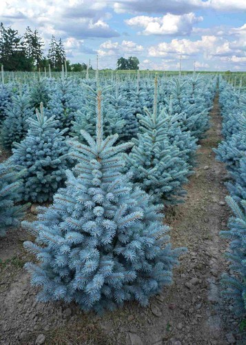 Abete blu pino argentato - , picea