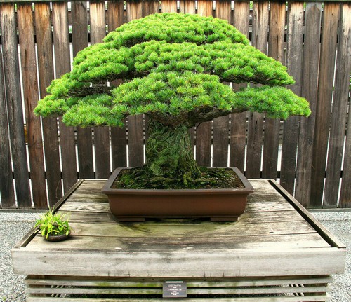 Pinus parviflora pino bianco - -,