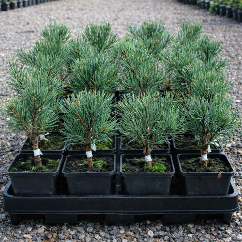 Pinus sylvestris sé - sylvestris,