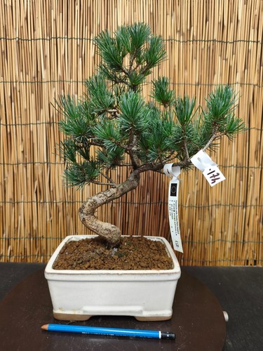 Bonsai pino pentaphilla - pentaphilla, h