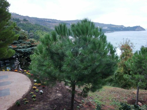 Pinus pinea pino frutta - pinea,