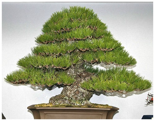 Semi pinus thunbergii - 30,