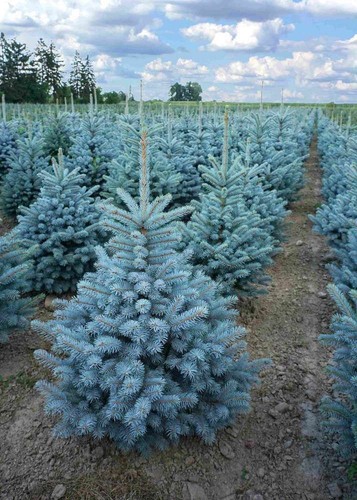 Abete blu pino argentato