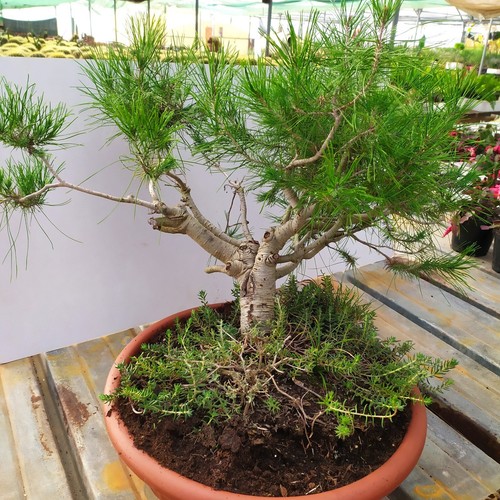 Bonsai pino aleppo - bonsai,