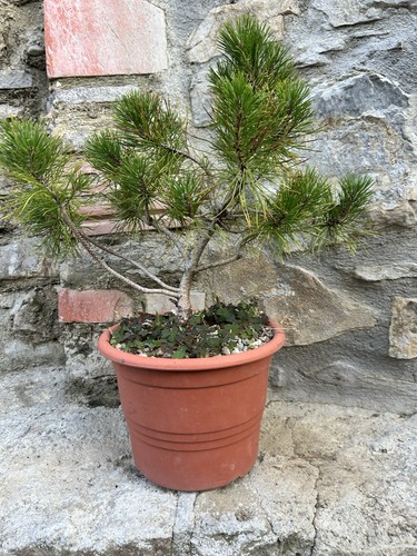 Pino bonsai - pino,