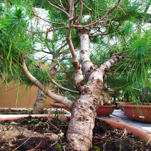 Bonsai pino aleppo o - di,