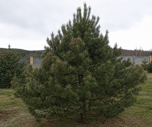 Pinus sylvestris watereri - pinus, pino
