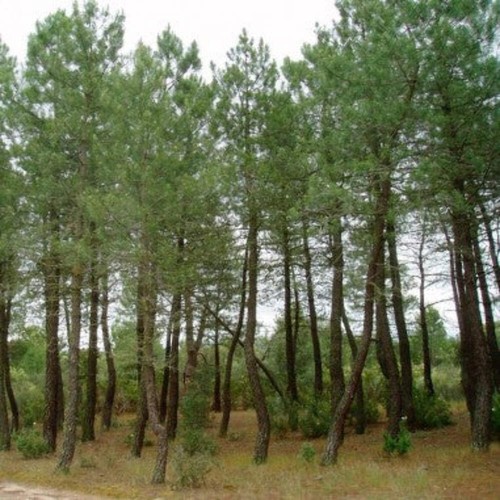 Pinus pinaster pino - -,