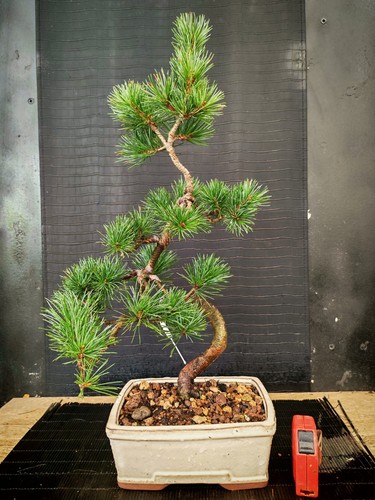 Bonsai pino pentaphilla h - bonsai,