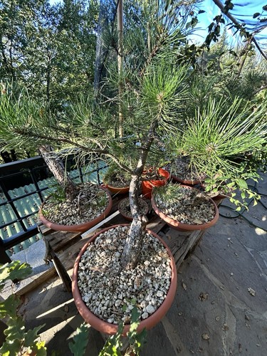 Pre bonsai pino yamadori - pre-bonsai,