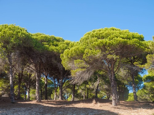 Pinus pinea semi di - pinus, pino