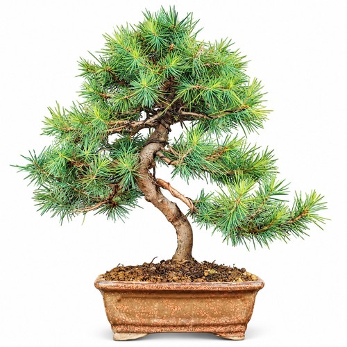 Pino aleppo bonsai - aleppo, bonsai,