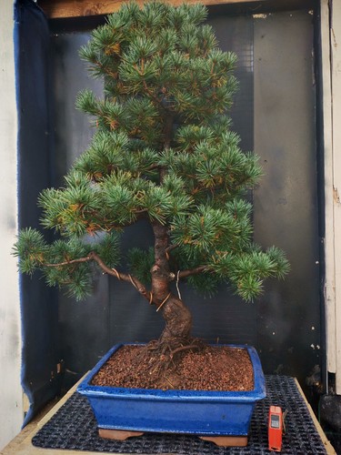 Bonsai pino pentaphilla h - pentaphilla,