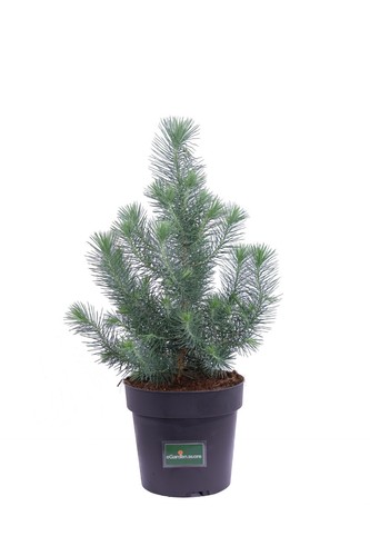 Pianta pino pinus - pianta,