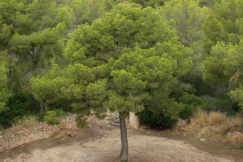 Pinus halepensis pino - halepensis,