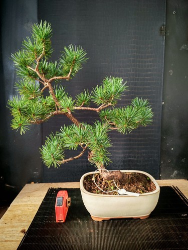 Bonsai pino pentaphilla h - bonsai,