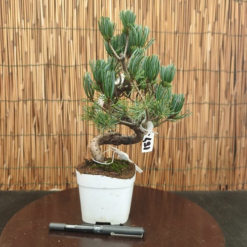 Bonsai pino pentaphilla h - di,