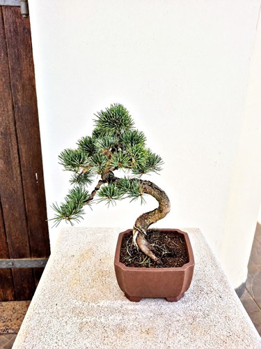 Bonsai pinus pentaphylla - di,