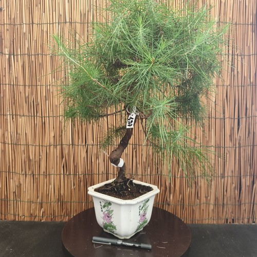 Bonsai pino aleppo 53cm - di,