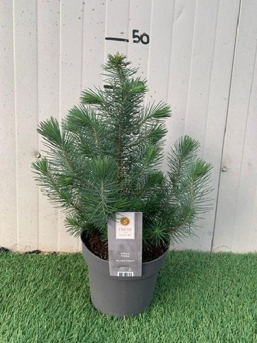 Pianta pinus pinea silver - di,