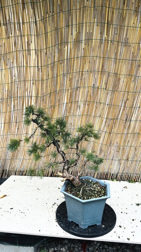 Pre bonsai pino - di,