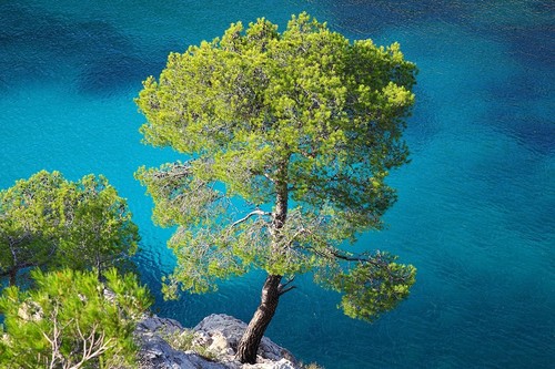 Pino aleppo pinus - d'aleppo, "pinus