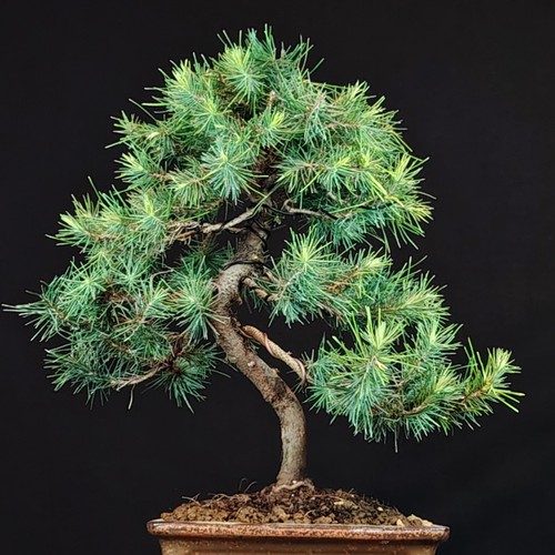 Pino aleppo bonsai pinus - pino, d'