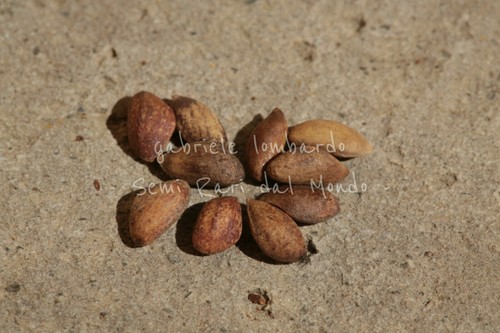 Pino nero del giappone pinus - pino,