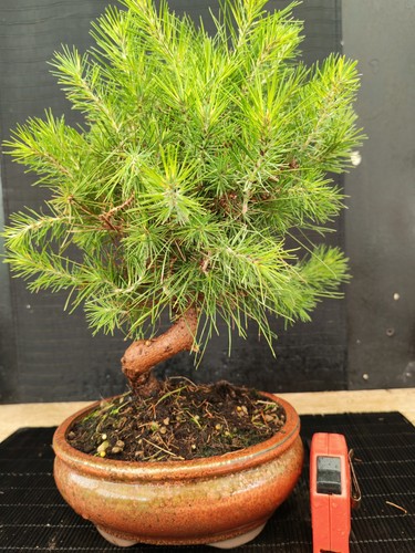 Bonsai pino halpensis cm - 38,