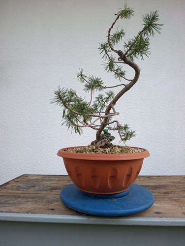 Bonsai pino - bonsai,