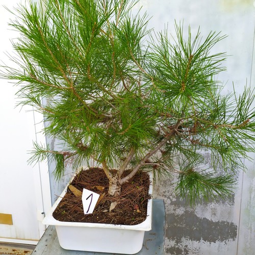 Prebonsai a scelta sono - scelta,