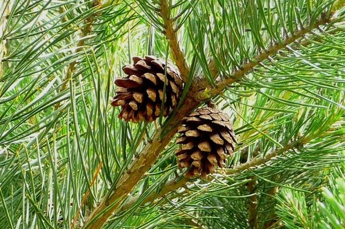 Pino silvestre pinus - pino,