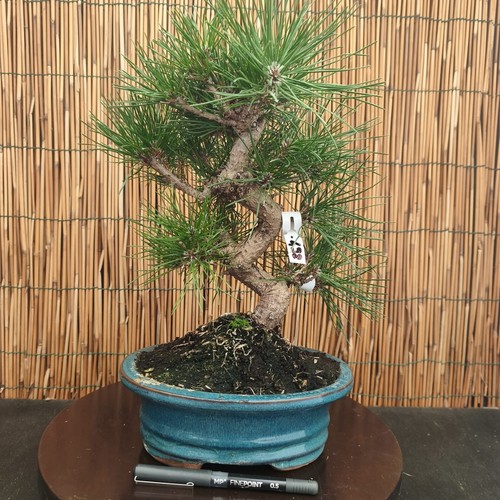 Bonsai pino nero - bonsai, di