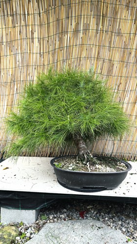 Pre bonsai pino - pre, d'aleppo