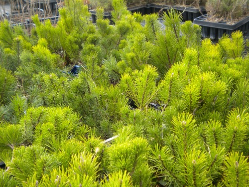 Pinus mugo var - .,