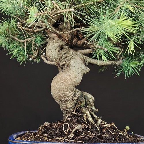 Pino aleppo bonsai - pino,