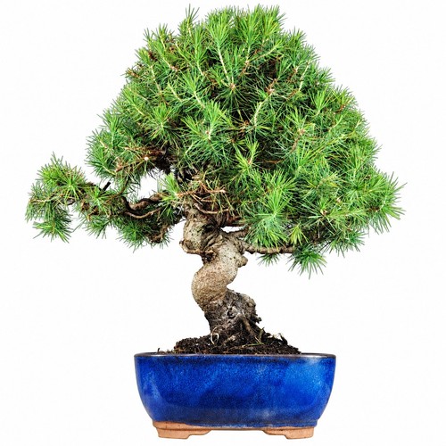 Pino aleppo bonsai pinus - aleppo,