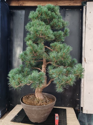 Bonsai pino pentaphilla - bonsai,