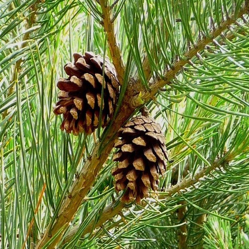 Pino emodi pinus roxburghii - -,