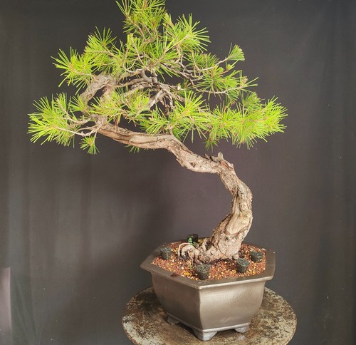 Bonsai esemplare pino - bonsai, di