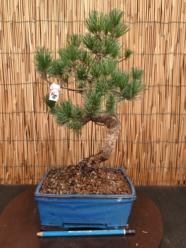 Bonsai pino pentaphilla - di,