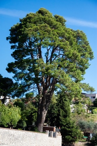 Pianta pinus halepensis - pinus, pino