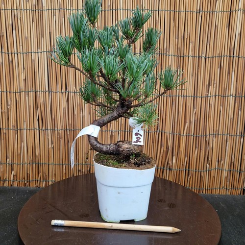 Bonsai pino pentaphilla h - pentaphilla,