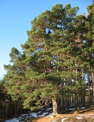 Pinus sylvestris pino - sylvestris,