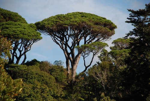 Pinus pinea pino domestico - pinus,