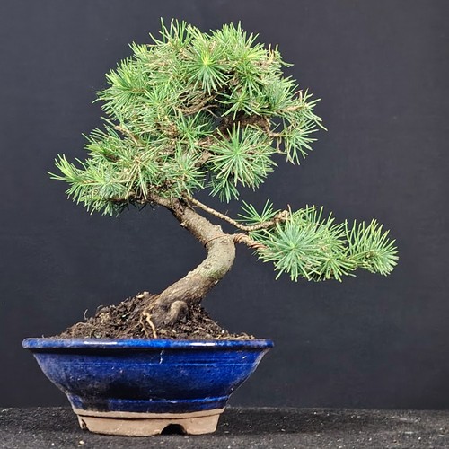 Pino aleppo bonsai - aleppo, bonsai,
