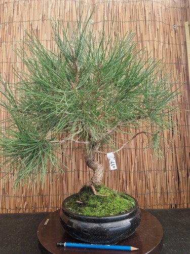 Bonsai pino thumbergii h - di,