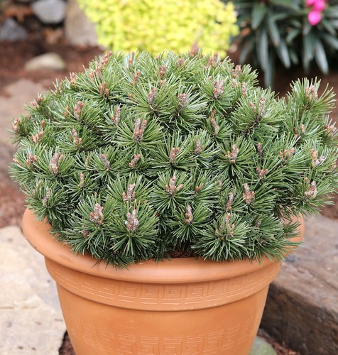 Pumuckel pino nano 50 cm - pumuckel,